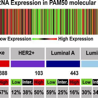 Expression Of Mmp Mrna In Human Breast Cancer Cell Lines In Silico