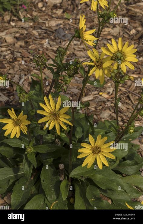 Starry Rosinweed Hi Res Stock Photography And Images Alamy