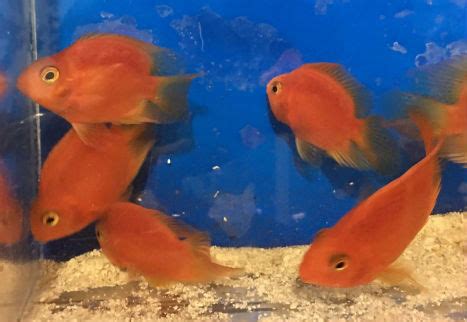 Purple Red Parrot Fish for Sale with FREE One-day Shipping -- Midas Cichlid