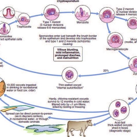 Life Cycle Of Entamoeba Histolytica Courtesy Ref 110 Fig 218 1 Porn Sex Picture