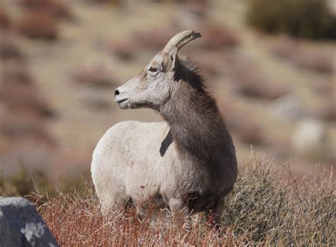 Sierra Nevada Bighorn Ewe Photograph By Dale Matson Fine Art America