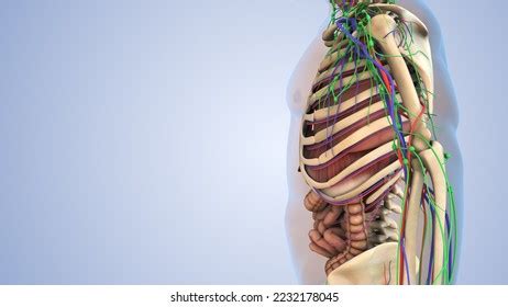 Internal Organs Human Body 3d Illustration Stock Illustration ...