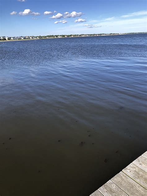 Harmful Brown Tide Erupts Across Great South Bay | | SBU News