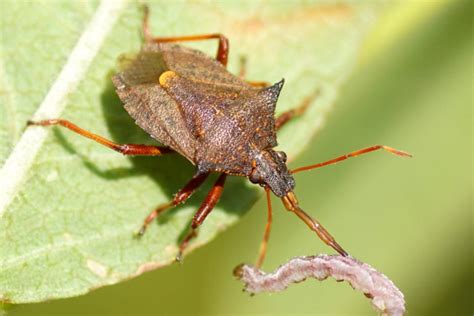 Types Of Stink Bugs Field Guide Names Photos