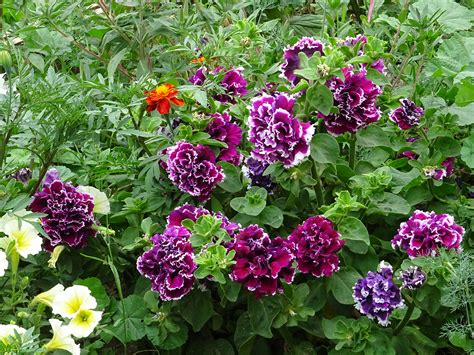 Петуния махровая крупноцветковая Piruette Purple F1: описание сорта и ...