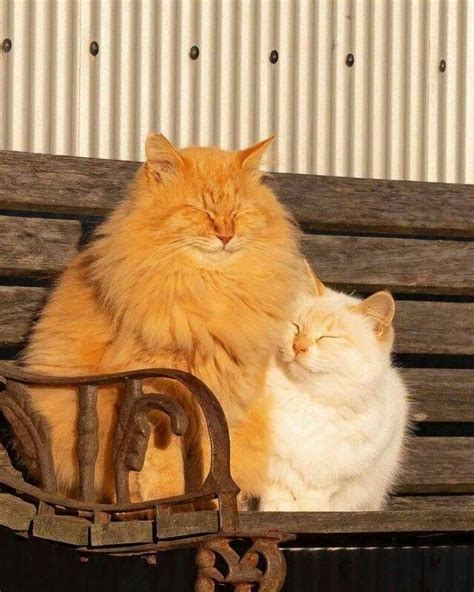 Two Cats Sitting On Top Of A Wooden Bench