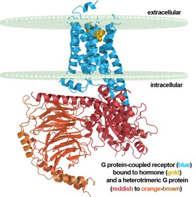 G protein-coupled receptor - Proteopedia, life in 3D