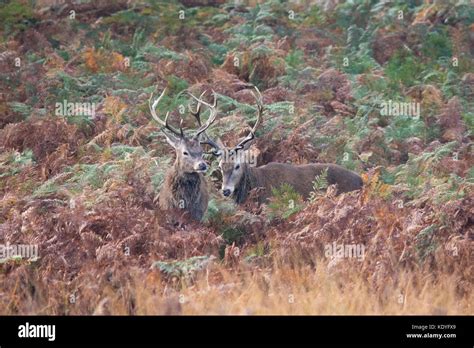 Red Deer Stags During The Autumn Rutting Season At Richmond Park