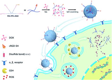 Dual Redox Responsive Pegppscrgd Self Crosslinked Nanocapsules For