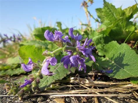 10 Beautiful Native Irish Wildflowers To Look For This Spring And