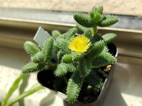 My Pickle Plant Bloomed Succulents