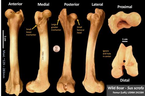 Pig Femur Osteoid Bone Identification