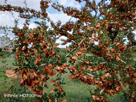 Infinix Hot Play Review The Big Battery Budget Smartphone Techsawa