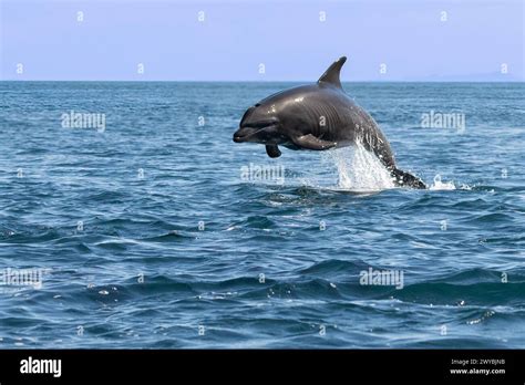 A Bottlenose Dolphin Tursiops Truncatus Leaping Out Of The Water Near