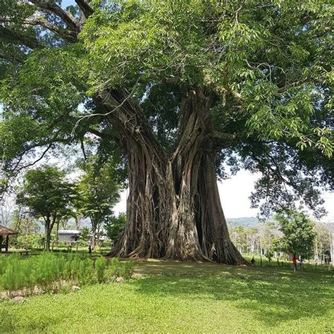 a large tree in the middle of a park