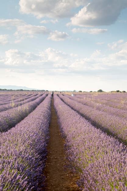 Turistas En Campos De Lavanda Brihuega Guadalajara Espa A Foto Premium