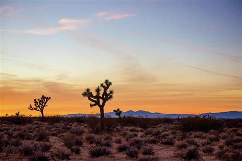 Golden Mojave Desert Sunset Photograph by Aileen Savage | Pixels