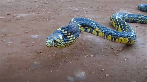 VÍDEO Mulher encontra cobra caninana enorme em casa Nova Mulher