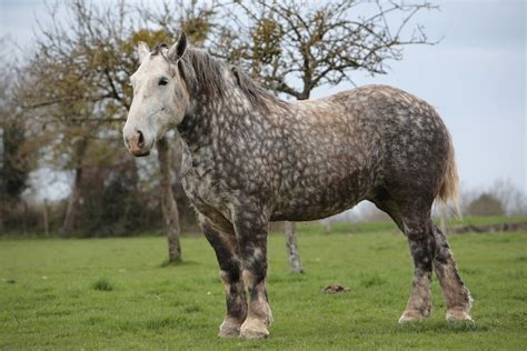 Percheron Horse - Horse Breeds | Percheron horses, Horses, Percheron