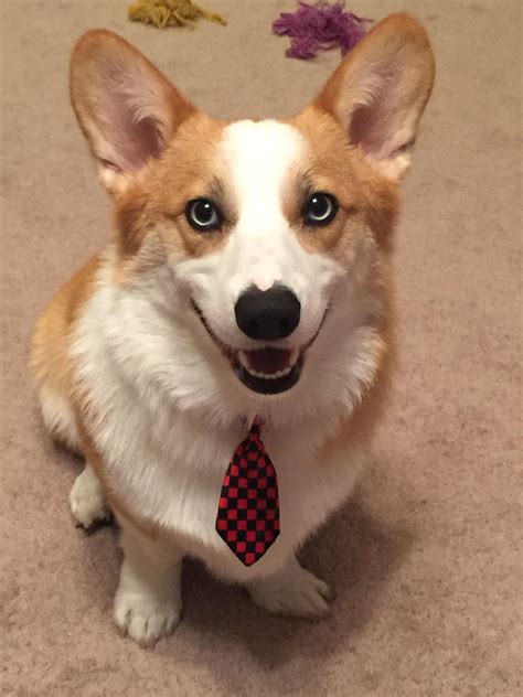 Jax Looking Spiffy In His New Tie Rcorgi