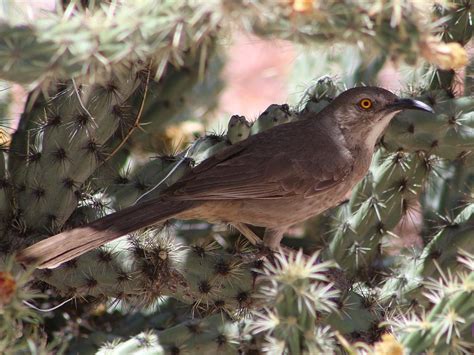 The Curve Billed Thrasher Nest – Verna and Bob's Weblog