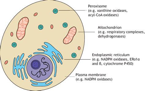 Major Sites Of Reactive Oxygen Species Ros Production In Cells