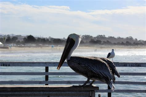 Free Images Beach Sea Coast Ocean Bird Pelican Seabird