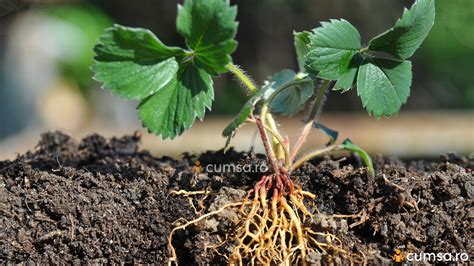 Plantare Capsuni Toamna Cum Sa O Faci In Mod Corect Cumsa Ro