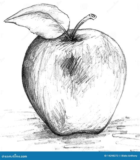 Apple Black and White Sketch Stock Illustration - Illustration of ...