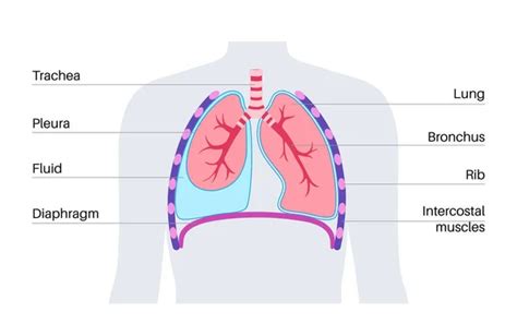 Diaphragm Anatomy Stock Vektorbilder Depositphotos