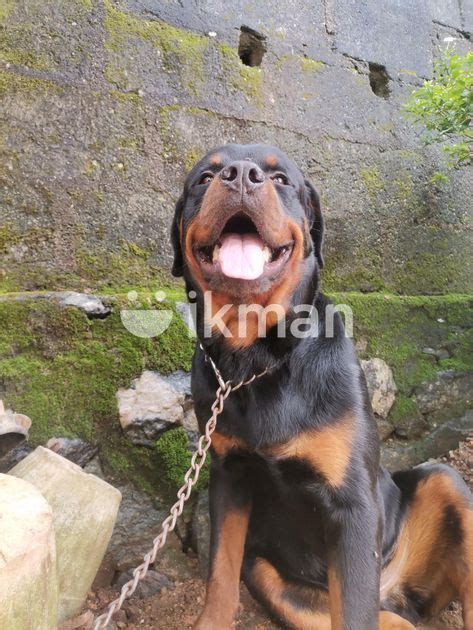 Rottweiler Puppies For Sale In Gampaha City Ikman