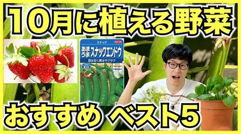 家庭菜園で10月に植える野菜ランキングベスト5【初心者におすすめの秋冬品種】 やさいガーデン