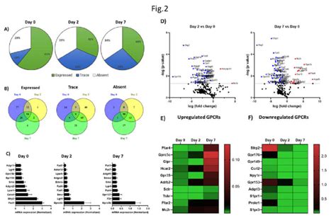 The Gpcr Mrna Expression During The Adipogenic Differentiation Of T