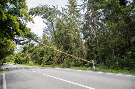 Mehrere Bäume drohen auf Staatsstraße zu stürzen Freiwillige