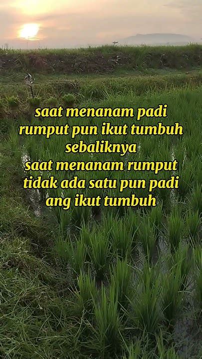 Motivasi Diri Shorts Motivasi Youtube