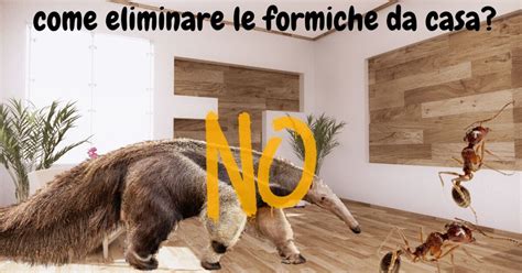 Come Eliminare Le Formiche Da Casa Con Metodi Naturali