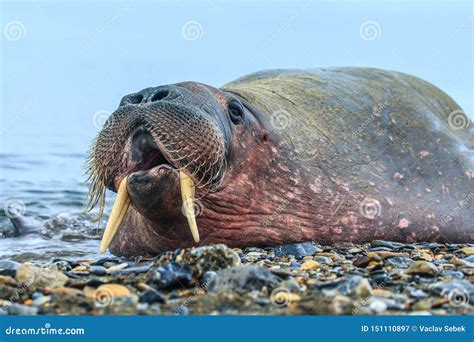 Norway Landscape Nature Walrus on an Ice Floe of Spitsbergen