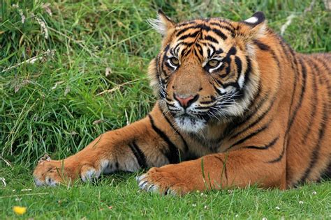 Tigre Sumatra De Cub · Photo gratuite sur Pixabay