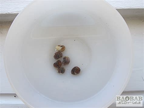 Grow Baobabs From Seeds at home - Baobab