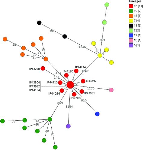 Minimum Spanning Tree Obtained Using The Allelic Profiles Of The Cgmlst