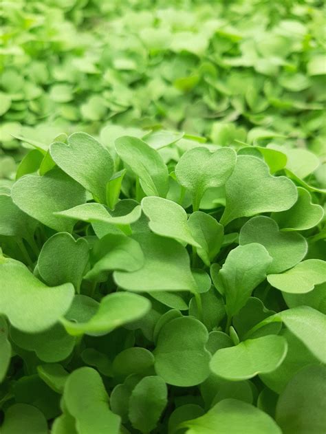 Micro Arugula | The Local Farm Ltd.