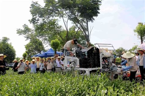 婺城区：新型机械走进茶园 助推农业“双强行动” 茶叶新闻 山崖茶谈