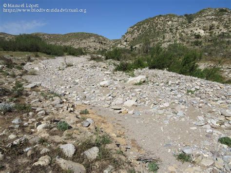 Rambla del Río Aguas con caudal efímero 4113 Biodiversidad Virtual