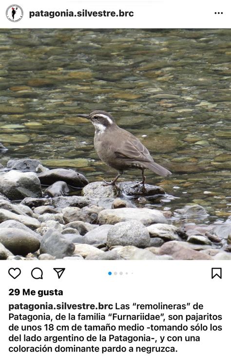 Pin De Ana Libert En Aves Aves Pajaritos Patagonia