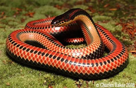 Rainbow Snake Description Habitat Image Diet And Interesting Facts