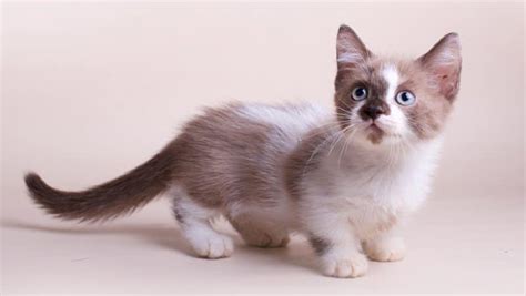 Qu Precio Tiene Un Gato Munchkin Mejores Criaderos Smylepets