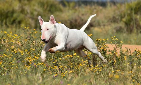 Bull Terrier Dog Breed Hypoallergenic, Health and Life Span | PetMD