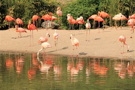 Flamingo Alam Merah Jambu Foto Gratis Di Pixabay Pixabay