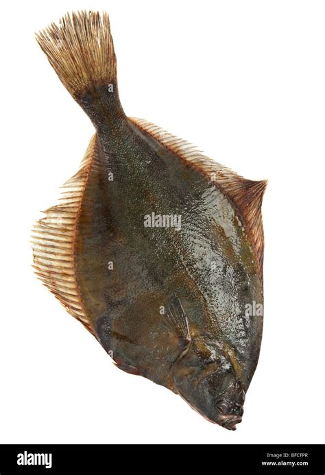 Flatfish Hi Res Stock Photography And Images Alamy