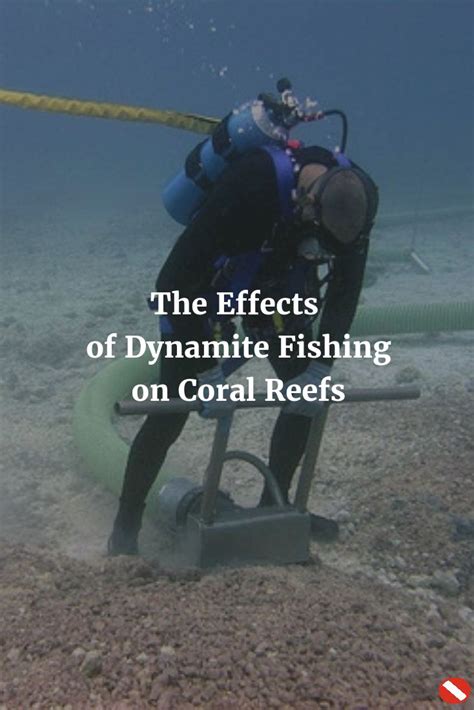 The Effects of Dynamite Fishing on Coral Reefs - AquaViews | Coral reef, Reef, Ocean ecosystem